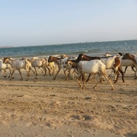 Anisa Hajji Mohamoud