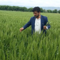 Sayed Tayef Qasemi