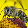 mr. Bee