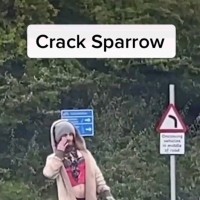 Crack Sparrow