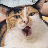 김진서