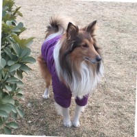 王丽瑞
