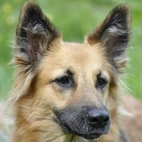 Bark Busters