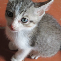Puro Gato