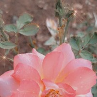 عمار عمارين