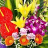 Dr. Suma.s nirni