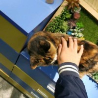 贺文宁
