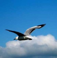 Jonathan Livingston-Seagull