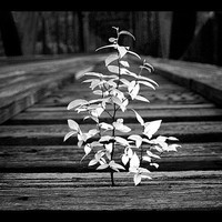 Marcelo * 25 * 100 000