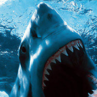 Irwanto Shark