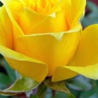 Pradip Patel