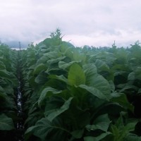 Manuel Florentin Fernandez