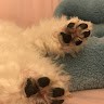 정현아