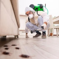 V-Manage Pest control services