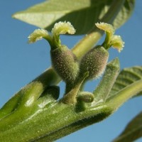 Apostolos Dimitriadis