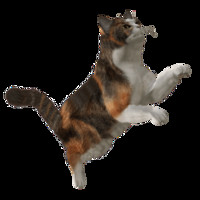 az cat net