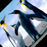 Mohammed aman shareef