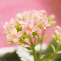 Berkowits Hair Skin Clinic