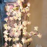 Fauzia Haroon