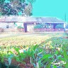 Sanuwar Hosen