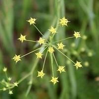 陈琪琳