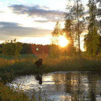 Hilla Salo