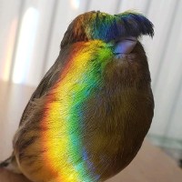 Boko Emmanuel