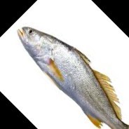 Jojo Xottota