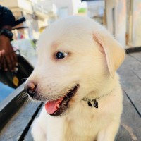 Praveen Sundesha