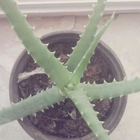 赵晨伟