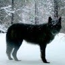 Creative Wolfs