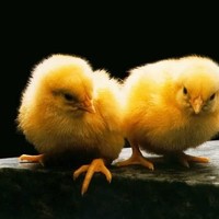 Vegan Love