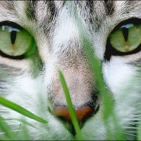 Wimonsiri Chamsirirat