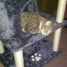 Willow k