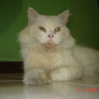 Danthe Brewok