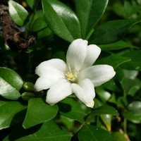 White Jasmine