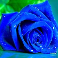 Komal s