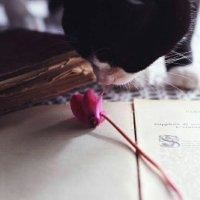 杨雨洋
