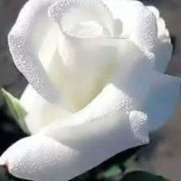 ام عزيزه