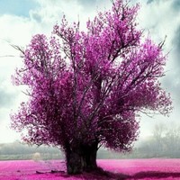 宋雪菲