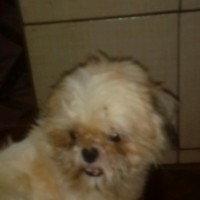 Lucas Goulart De Almeida