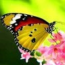 Sadhana Susare