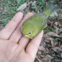 阮卫军
