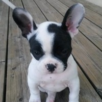 Claudia (charneca) roger