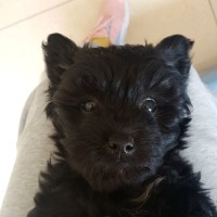 刘元绪