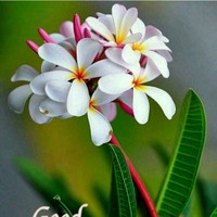 Himmat Patil Patil