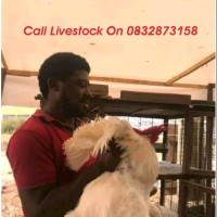 Ade Livestock Farm