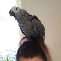 Rudi The African B