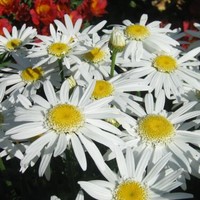 Valerie Draeseke, PHR, SPHR