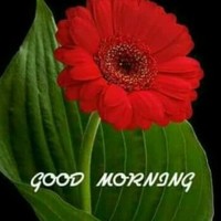 Pranayveer Rajput